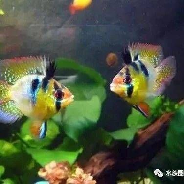 水質(zhì)變化對幼魚生長的影響：水質(zhì)的變化對幼魚生長的影響 其他寵物 第1張