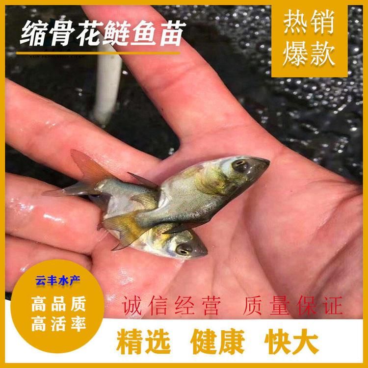 圣菲埃及魚日常餌料選擇：圣菲埃及魚日常餌料選擇埃及魚餌料保存技巧