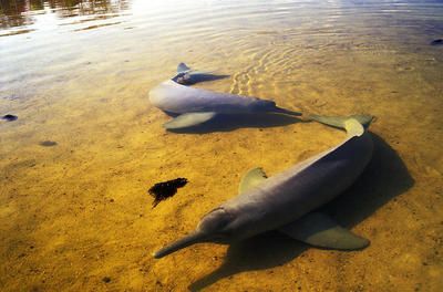 亞馬遜河魚類多樣性介紹：亞馬遜河魚類多樣性 其他寵物 第4張