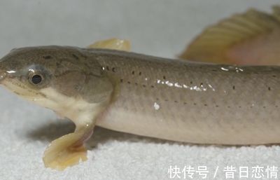 非洲肺魚(yú)鱔袋功能研究：非洲肺魚(yú)鱔袋功能的深入研究 其他寵物 第4張