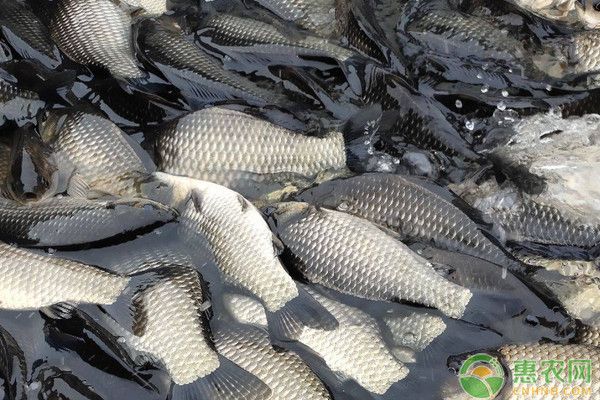 水霉病患者日常護理要點：水霉病患者的日常護理要點 其他寵物 第2張