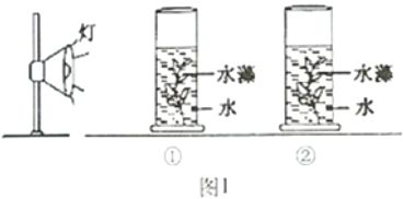 金魚(yú)最佳光照時(shí)間和強(qiáng)度：關(guān)于金魚(yú)的最佳光照時(shí)間和強(qiáng)度的信息，金魚(yú)的最佳光照時(shí)間和強(qiáng)度 其他寵物 第4張