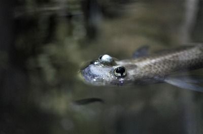 藍(lán)帆眼斑魚飼料選擇指南：藍(lán)帆眼斑魚飼料品牌推薦,藍(lán)帆眼斑魚繁殖期營養(yǎng)需求 其他寵物 第4張