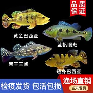 藍(lán)帆眼斑魚飼料選擇指南：藍(lán)帆眼斑魚飼料品牌推薦,藍(lán)帆眼斑魚繁殖期營養(yǎng)需求 其他寵物 第5張