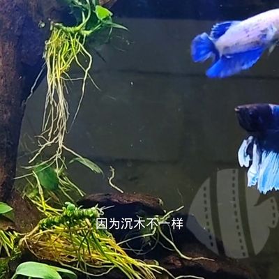 如何判斷三間鼠魚健康：判斷三間鼠魚是否健康 其他寵物 第1張