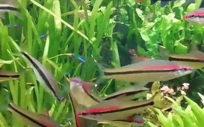 一眉道人魚(yú)苗飼料配比技巧：一眉道人魚(yú)苗的飼料配比 其他寵物 第2張