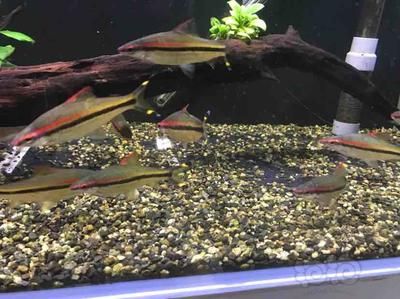 一眉道人魚(yú)苗飼料配比技巧：一眉道人魚(yú)苗的飼料配比 其他寵物 第6張