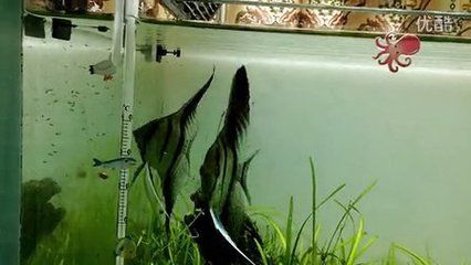 一眉道人魚(yú)苗飼料配比技巧：一眉道人魚(yú)苗的飼料配比 其他寵物 第4張