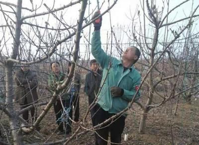 龍魚尾巴長不直的原因是什么：如何判斷龍魚的尾巴是否健康 水族問答 第1張