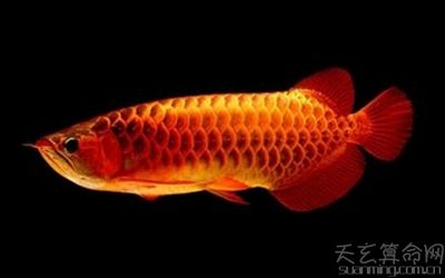 七彩神仙魚招財(cái)效果的科學(xué)依據(jù)：七彩神仙魚具有招財(cái)進(jìn)寶的功效 其他寵物 第3張