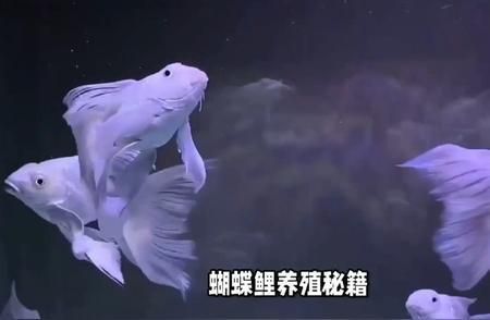 蝴蝶鯉魚苗繁殖季節(jié)光照控制：蝴蝶鯉繁殖季節(jié)光照控制對幼魚生長和成活率的影響 其他寵物 第3張