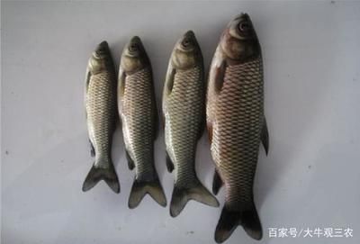 魚病季節(jié)消毒頻率建議：魚病季節(jié)如何選擇消毒劑 其他寵物 第3張