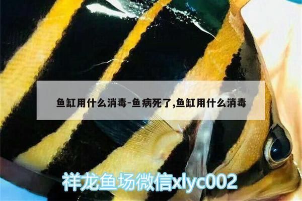 魚病季節(jié)消毒頻率建議：魚病季節(jié)如何選擇消毒劑 其他寵物 第2張