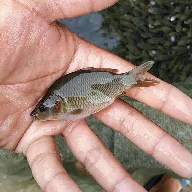 怎么喂六角恐龍魚(yú)吃飼料視頻：喂六角恐龍魚(yú)吃飼料的方法 其他寵物 第3張