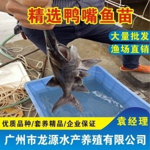 夏季鴨嘴魚養(yǎng)殖水質(zhì)調(diào)控技巧：夏季鴨嘴魚養(yǎng)殖密度控制方法，夏季鴨嘴魚水質(zhì)調(diào)控技巧 其他寵物 第5張