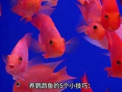 如何通過光照改善鸚鵡魚體色：鸚鵡魚光照周期的最佳實(shí)踐 其他寵物 第3張