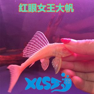 女王大帆魚苗飲食習(xí)慣：女王大帆魚苗的飲食習(xí)慣 其他寵物 第5張