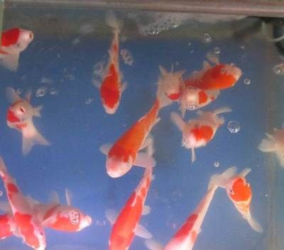 紅白錦鯉幼魚健康檢查方法：健康的紅白錦鯉幼魚應(yīng)該有穩(wěn)定的食欲減退 其他寵物 第5張