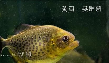 三間鼠魚適宜飼料選擇：三間鼠魚的適宜飼料選擇應(yīng)當(dāng)多樣化的飼料選擇應(yīng)當(dāng)多樣化 其他寵物 第4張