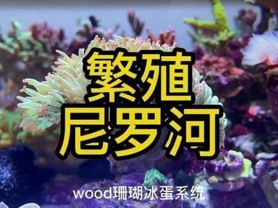 提高三間魚繁殖成功率技巧：如何提高三間魚的繁殖成功率 其他寵物 第2張