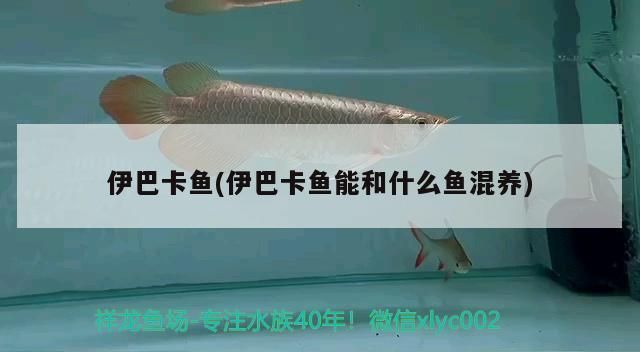 伊巴卡魚混養(yǎng)的最佳伴侶：伊巴卡魚混養(yǎng)的最佳伴侶包括草金魚、斗魚、錦鯉和熱帶魚 其他寵物 第1張