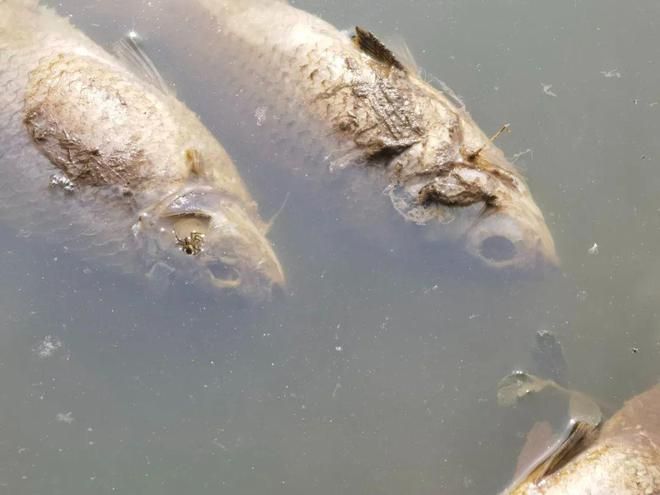 雪鯽魚(yú)腸炎病的流行季節(jié)：雪鯽魚(yú)腸炎病主要發(fā)生在5-6月和8-9月份 其他寵物 第3張