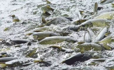 雪鯽魚(yú)腸炎病的流行季節(jié)：雪鯽魚(yú)腸炎病主要發(fā)生在5-6月和8-9月份 其他寵物 第4張