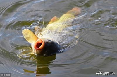 雪鯽魚(yú)腸炎病的流行季節(jié)：雪鯽魚(yú)腸炎病主要發(fā)生在5-6月和8-9月份 其他寵物 第5張