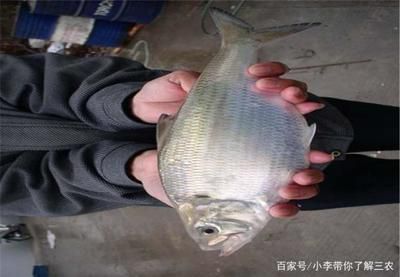 雙線側(cè)魚適宜水溫范圍：冬季養(yǎng)魚保暖小技巧雙線側(cè)魚食物選擇指南 其他寵物 第6張