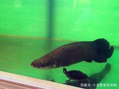 海象魚繁殖行為模擬方法：如何模擬海象魚的繁殖行為 其他寵物 第5張