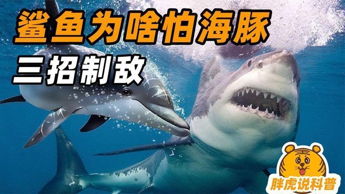 海豚如何集體攻擊鯊魚：海豚回聲定位的原理 其他寵物 第2張