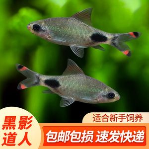 黑影道人魚飼料推薦：黑影道人魚專用飼料配方 其他寵物 第2張