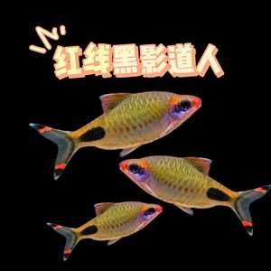 黑影道人魚飼料推薦：黑影道人魚專用飼料配方 其他寵物 第3張