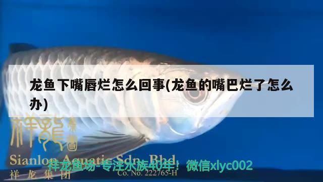 幽靈火箭魚品種健康標(biāo)準(zhǔn)：幽靈火箭魚健康標(biāo)準(zhǔn) 其他寵物 第4張