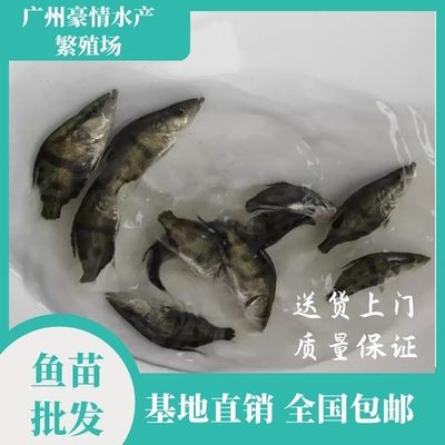 塘鲺魚苗繁殖季節(jié)敵害生物防治：塘鲺魚苗常見病害預防指南,塘鲺魚苗繁殖期水質(zhì)管理技巧 其他寵物 第4張