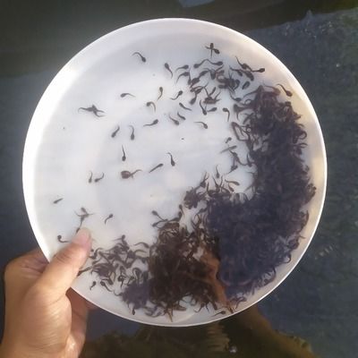 塘鲺魚苗繁殖季節(jié)敵害生物防治：塘鲺魚苗常見病害預防指南,塘鲺魚苗繁殖期水質(zhì)管理技巧 其他寵物 第5張