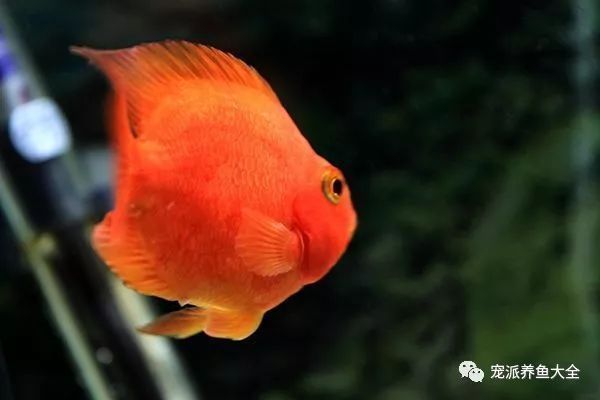 龍魚為什么不能吃大麥蟲子：為什么龍魚不能吃大麥蟲子，龍魚不能吃大麥蟲子 水族問答 第1張