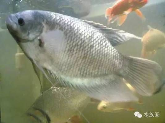 招財戰(zhàn)船魚繁殖期飼料搭配比例：招財戰(zhàn)船魚繁殖期水質管理 其他寵物 第1張