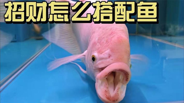 招財戰(zhàn)船魚繁殖期飼料搭配比例：招財戰(zhàn)船魚繁殖期水質管理 其他寵物 第6張