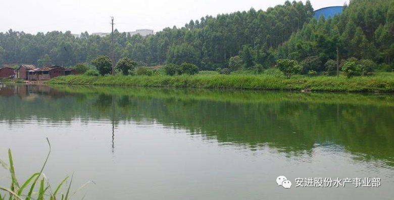 如何預(yù)防魚(yú)苗氨氮超標(biāo)：預(yù)防魚(yú)苗氨氮超標(biāo) 其他寵物 第2張