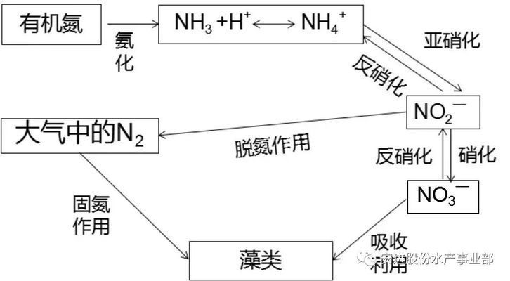 如何預(yù)防魚(yú)苗氨氮超標(biāo)：預(yù)防魚(yú)苗氨氮超標(biāo) 其他寵物 第5張