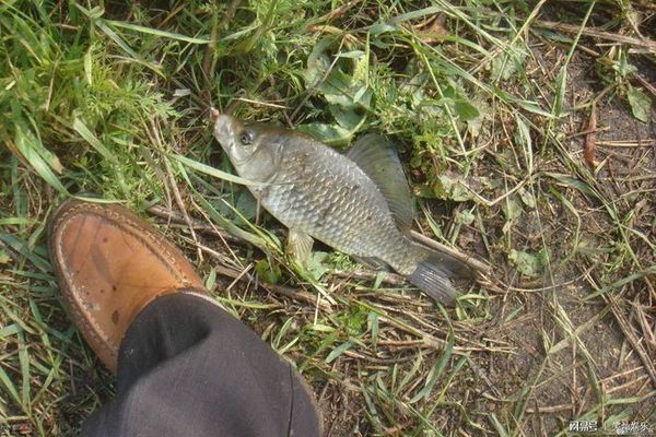 三間鼠魚繁殖餌料保存技巧：三間鼠魚繁殖餌料自制方法 其他寵物 第6張