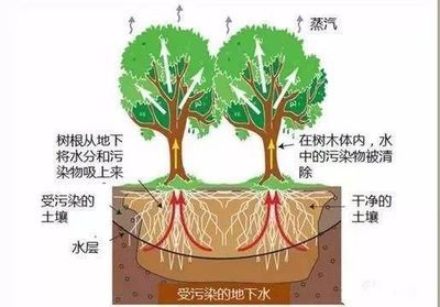 水生植物凈化重金屬的機(jī)理：水生植物凈化重金屬的機(jī)理主要包括以下幾個方面 其他寵物 第1張