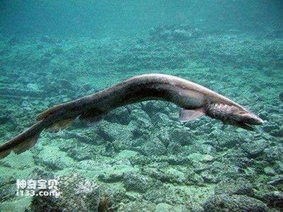 海象魚在生態(tài)系統(tǒng)中的作用：海象魚在海洋生態(tài)系統(tǒng)中的位置 其他寵物