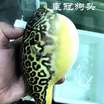 京東熱銷(xiāo)狗頭魚(yú)品牌排行：京東熱銷(xiāo)狗頭魚(yú)品牌排行京東熱銷(xiāo)狗頭魚(yú)品牌排行 其他寵物 第5張