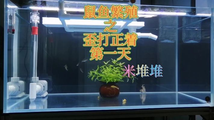 三間鼠魚繁殖期性別鑒別方法：三間鼠魚繁殖期飼料選擇 其他寵物 第5張