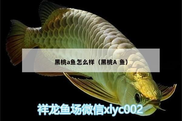 黑桃A魚飼料營養(yǎng)成分分析：黑桃a魚飼料的營養(yǎng)成分分析 其他寵物 第4張