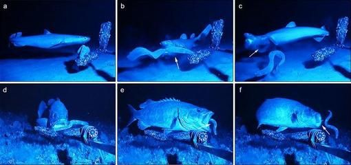 鯊魚對(duì)針屯魚攻擊的適應(yīng)策略：針屯魚的攻擊策略 其他寵物 第5張