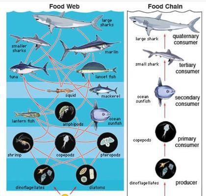 生物標志物在魚苗監(jiān)測中的應用：生物標志物在魚苗監(jiān)測中的作用 其他寵物 第1張