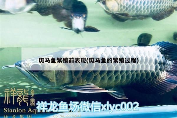 黃金斑馬魚繁殖技巧分享：斑馬魚繁殖后親魚護(hù)理，提高斑馬魚繁殖成功率方法 其他寵物 第1張